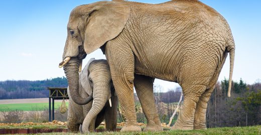 Do Zoo Zlín během Velikonoc? Nejlépe ve vozech MHD
